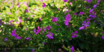沾花惹草在线观看,一场浪漫纠葛的在线情感之旅 第2张 沾花惹草在线观看,一场浪漫纠葛的在线情感之旅 第2张